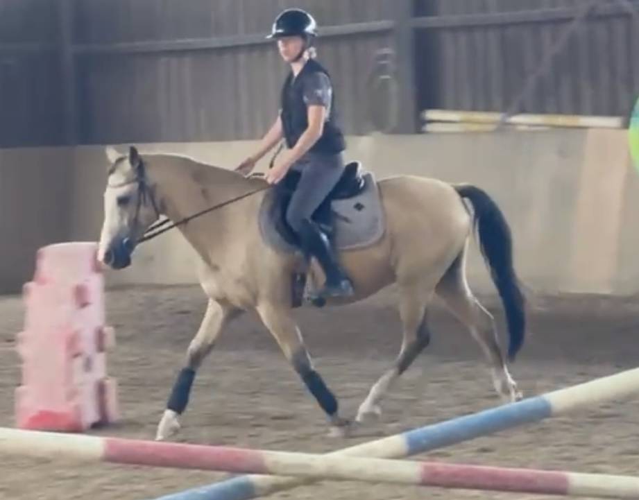 Poney demi-sang belge &agrave; vendre