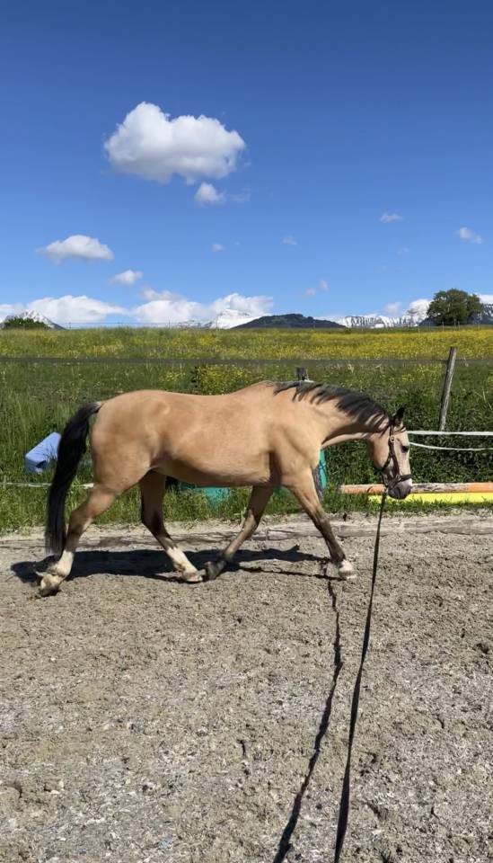 Poney demi-sang belge &agrave; vendre