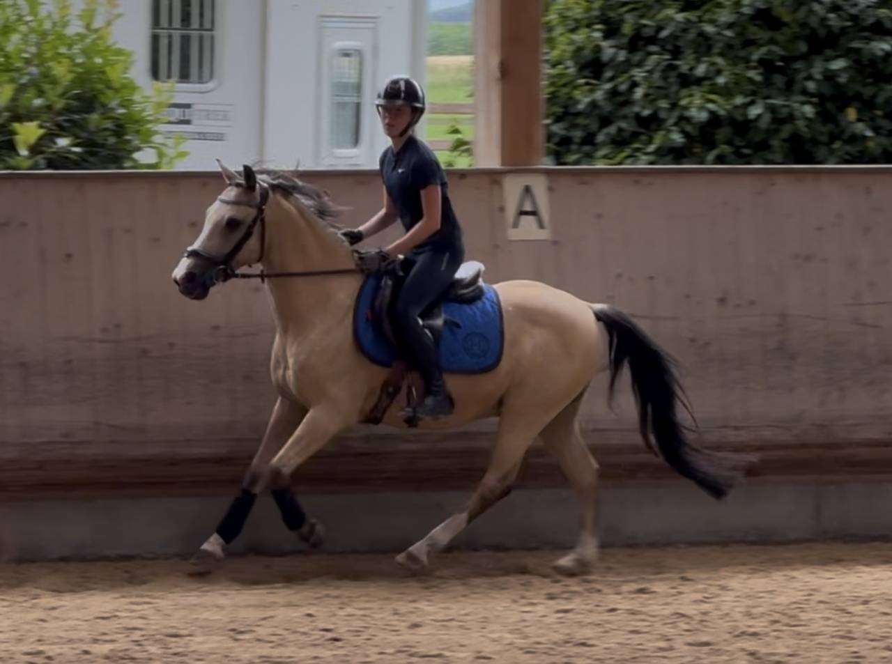 Poney demi-sang belge &agrave; vendre