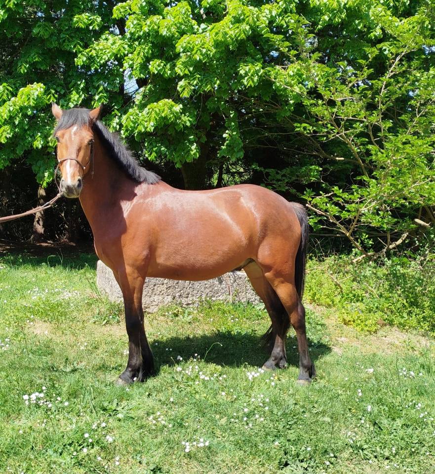 hongre connemara 4 ans
