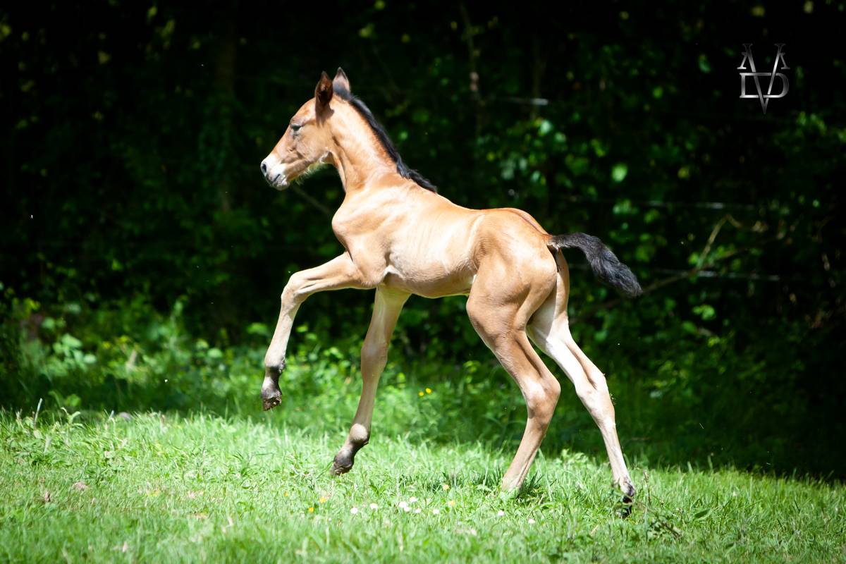 Poulain Pure Race Espagnole bai + Prl