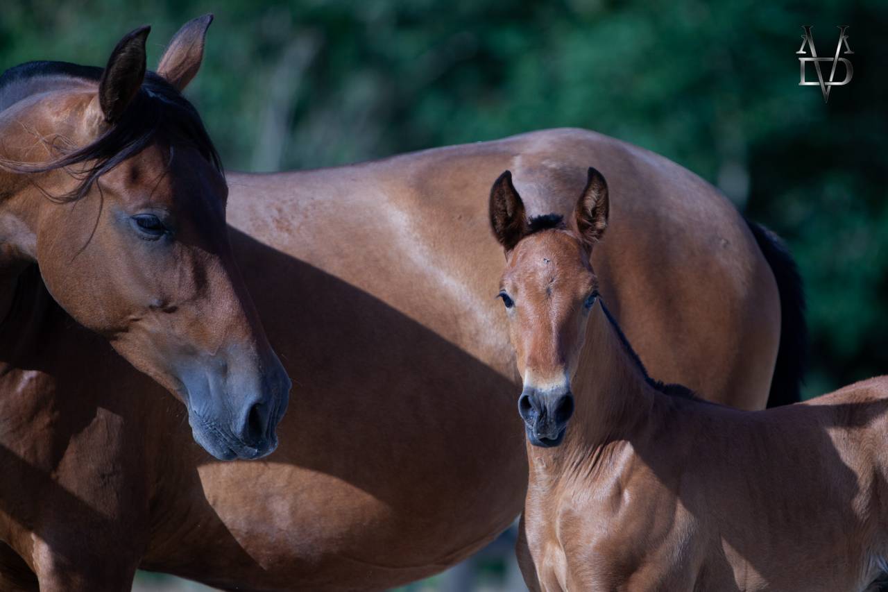 Poulain Pure Race Espagnole bai + Prl