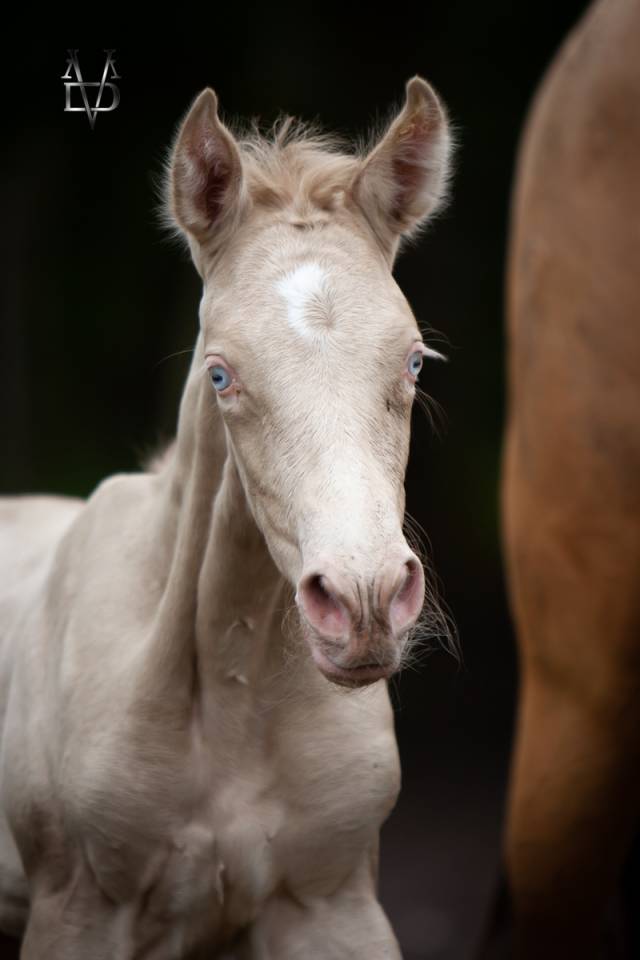 Poulain Pure Race Espagnole Perlino