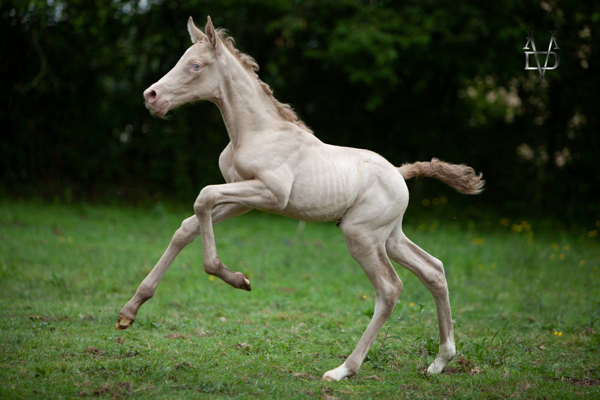 Poulain Pure Race Espagnole Perlino