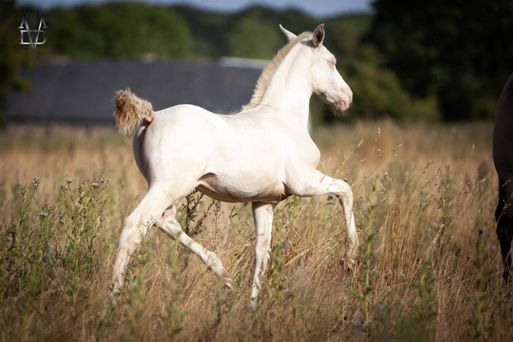 Poulain Pure Race Espagnole Perlino