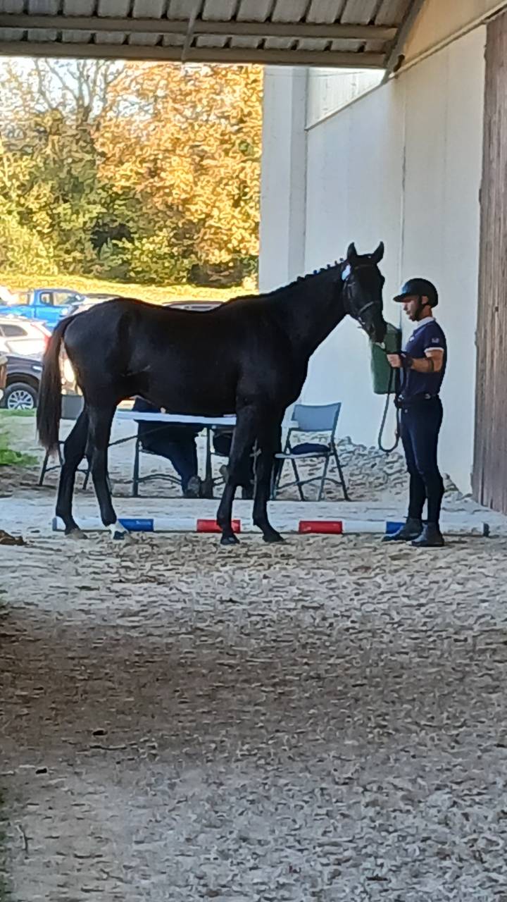 Hongre 3 ans GLASGOW W VH MERELSNEST X Elan de la Cour 