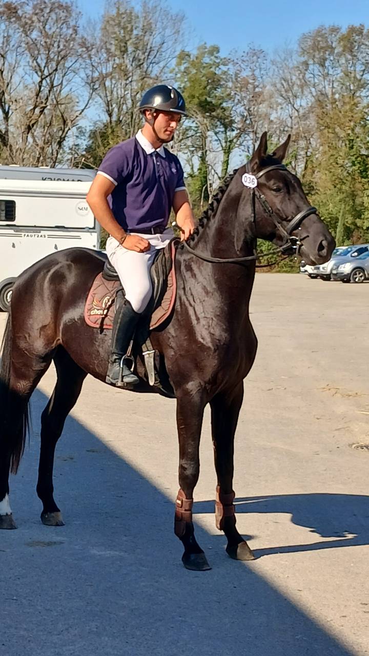 Hongre 3 ans GLASGOW W VH MERELSNEST X Elan de la Cour 