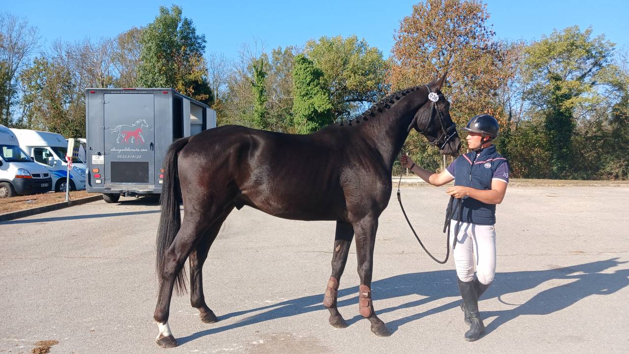 Hongre 3 ans GLASGOW W VH MERELSNEST X Elan de la Cour 