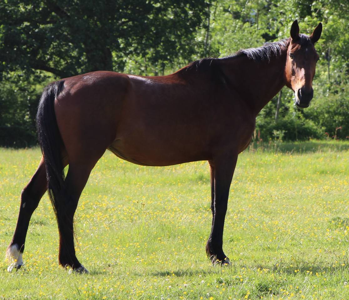 Pouliniere SFO Ideal de la loge x Rosire