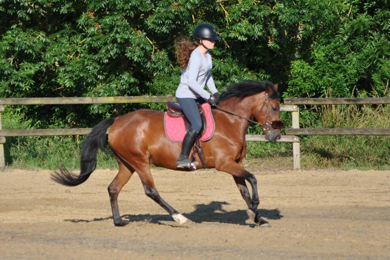 Ponette, New Forest de 5 ans