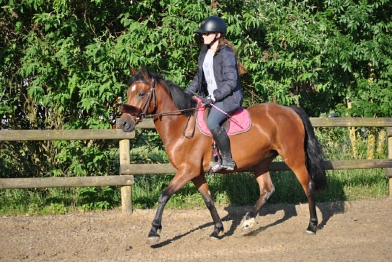 Ponette, New Forest de 5 ans