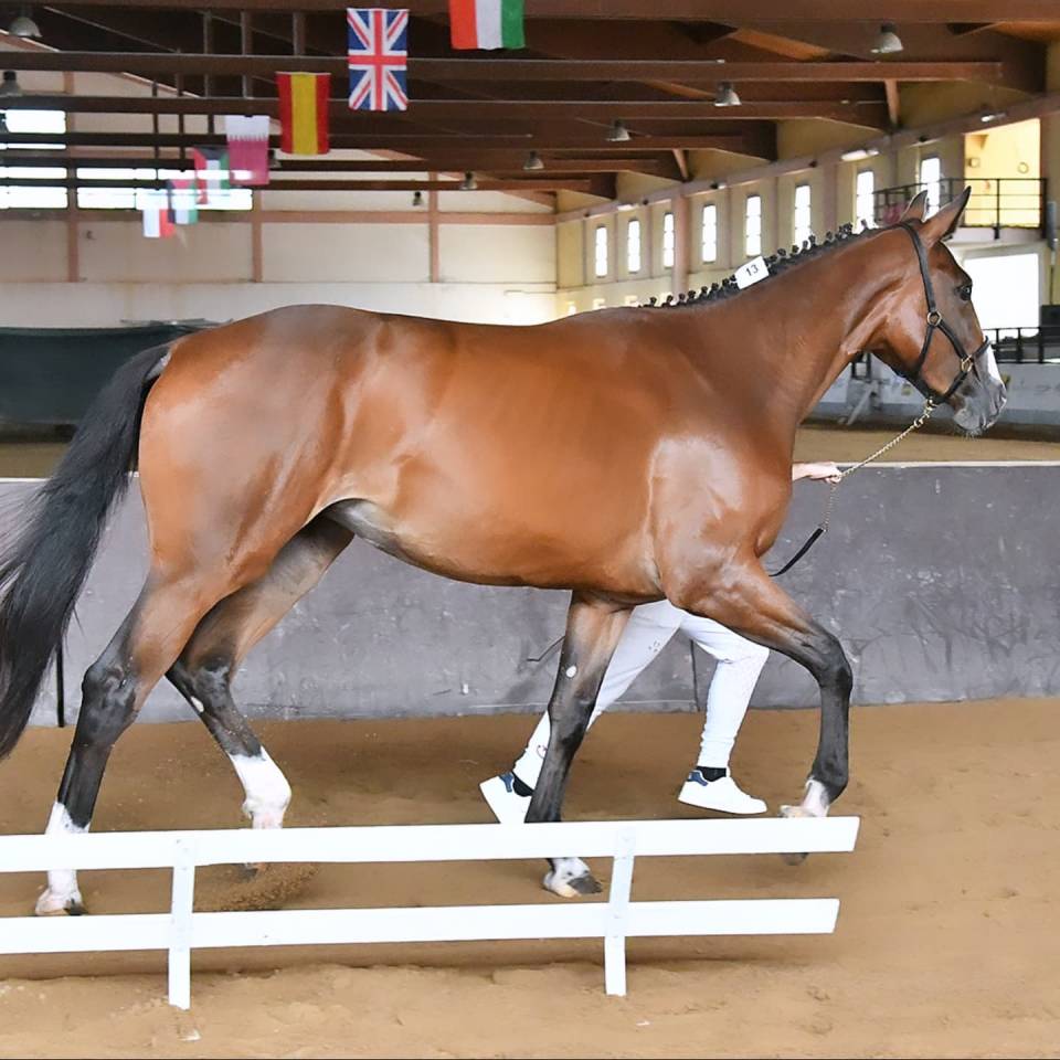 Pouliche Cheval de Selle Italien A vendre 2023 Bai par l'arc de triomphe