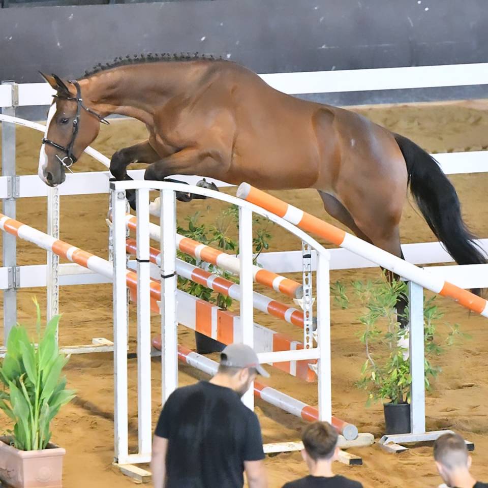 Pouliche Cheval de Selle Italien A vendre 2023 Bai par l'arc de triomphe