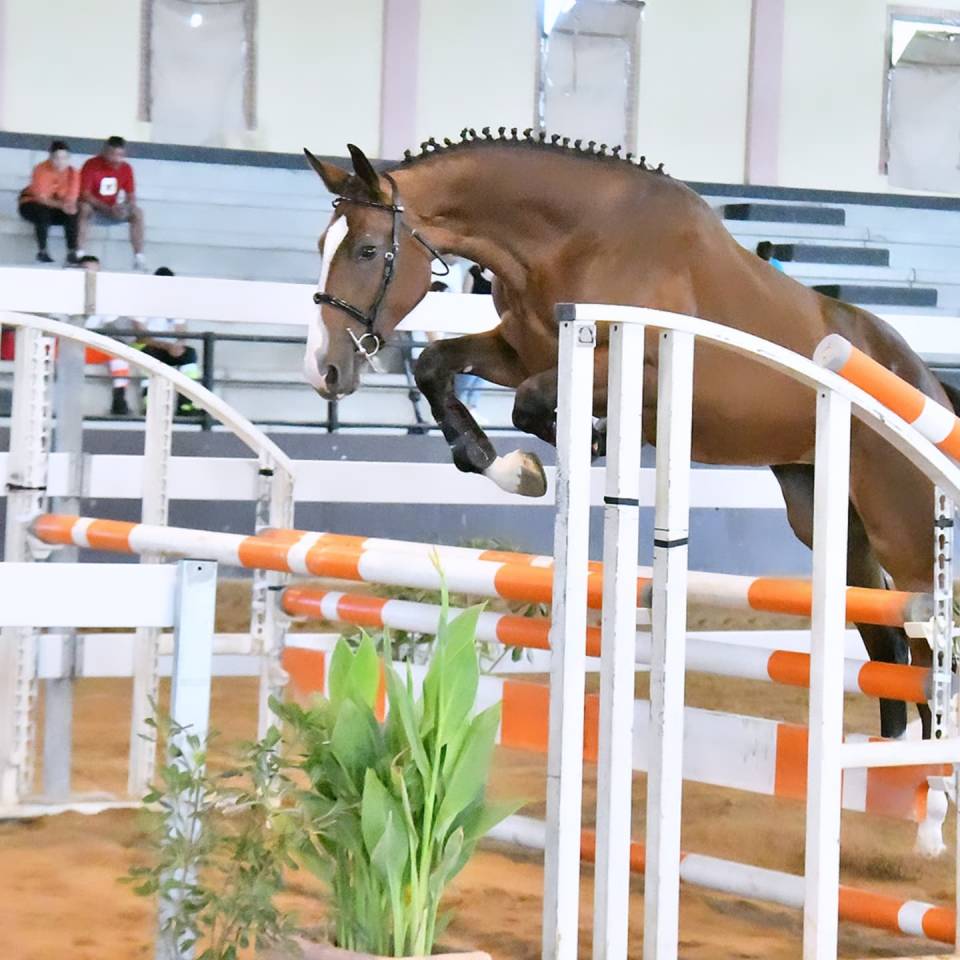 Pouliche Cheval de Selle Italien A vendre 2023 Bai par l'arc de triomphe