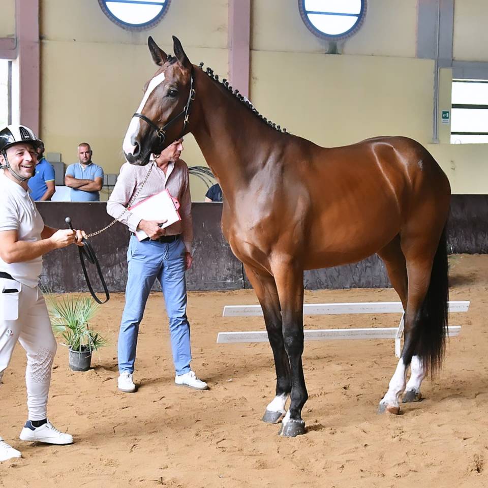 Pouliche Cheval de Selle Italien A vendre 2023 Bai par l'arc de triomphe