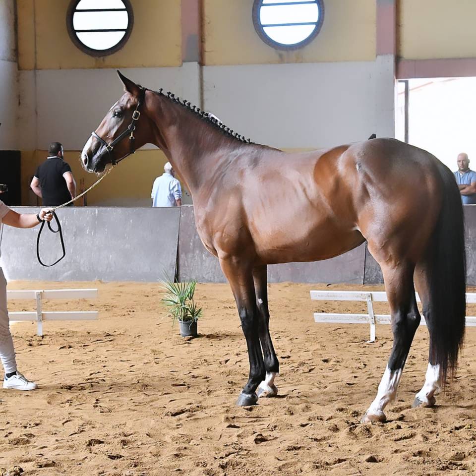 Pouliche Cheval de Selle Italien A vendre 2023 Bai par l'arc de triomphe