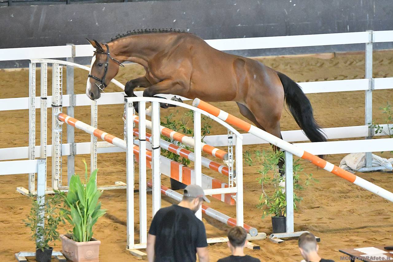Pouliche Cheval de Selle Italien A vendre 2023 Bai par l'arc de triomphe