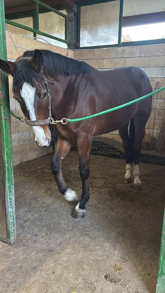 Pouliche Cheval de Selle Italien A vendre 2023 Bai par l'arc de triomphe