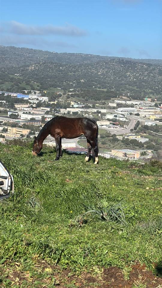 Pouliche Cheval de Selle Italien A vendre 2023 Bai par l'arc de triomphe