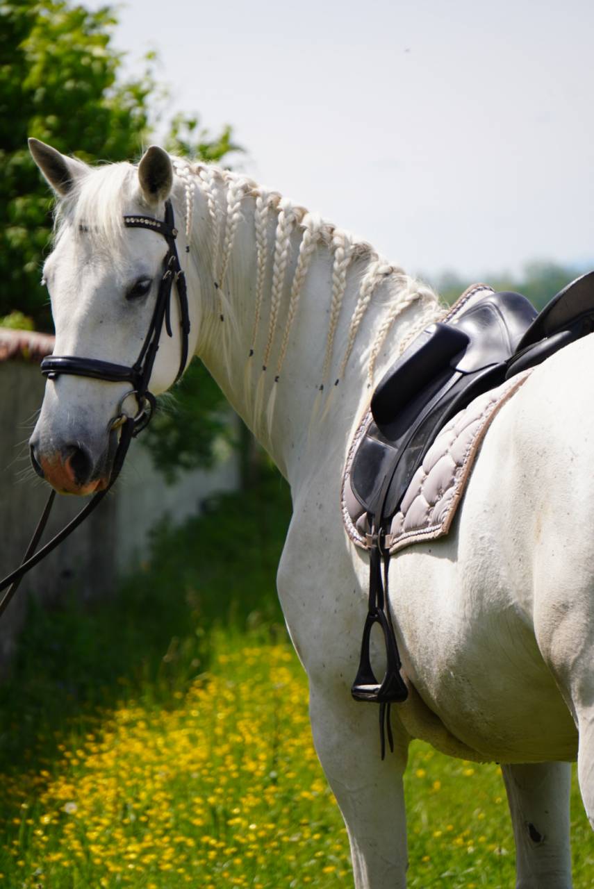 Hongre - Lipizzan - 8 ans - Dressage / Amateur - France
