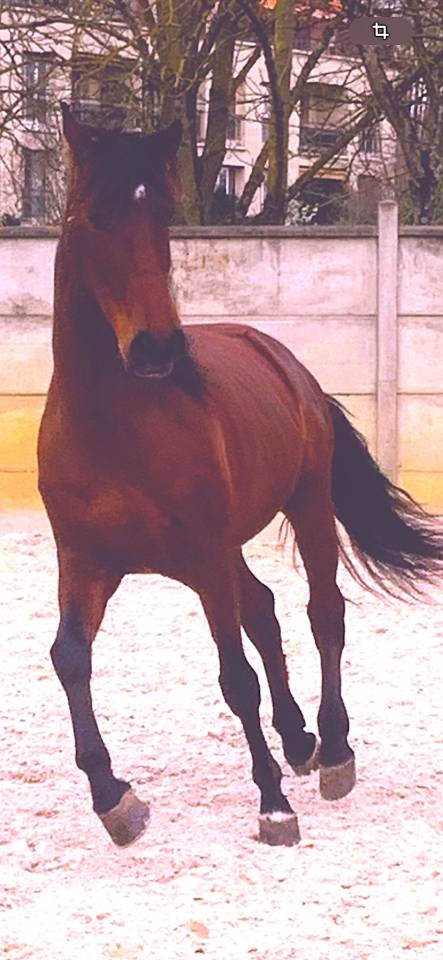 Cheval Espagnol