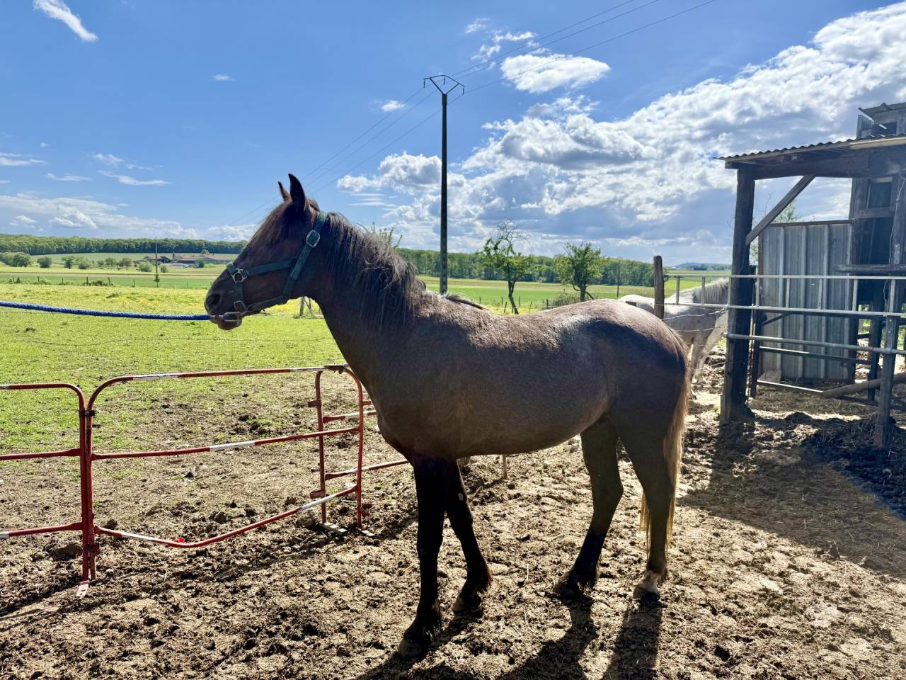 Vend Cheval Arabe Barbe 32 mois