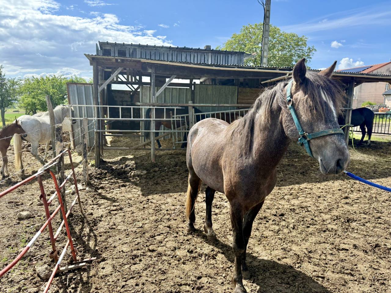 Vend Cheval Arabe Barbe 32 mois