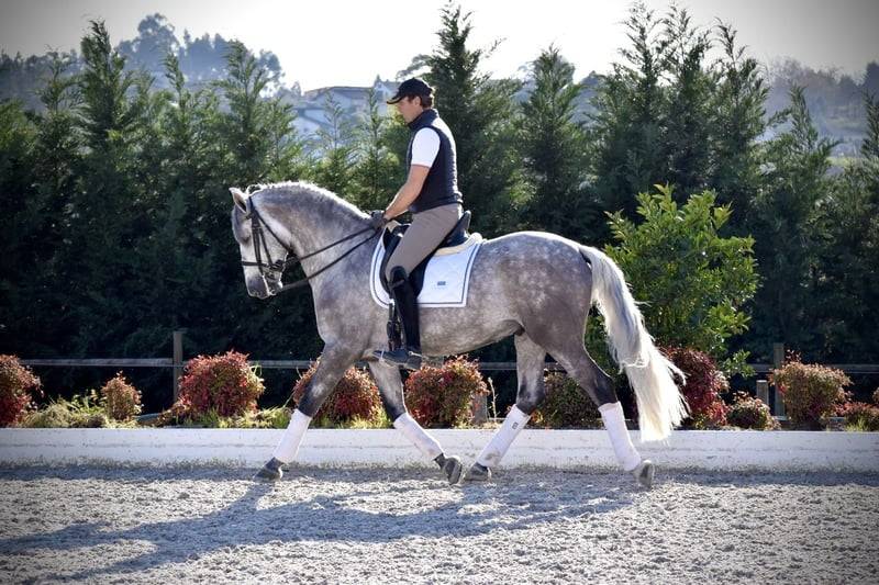 Garboso CSLR &ndash; Hongre PRE 2021, ANCCE, dressage