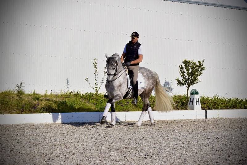 Garboso CSLR &ndash; Hongre PRE 2021, ANCCE, dressage