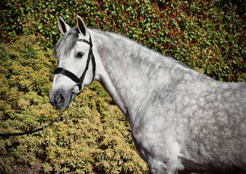 Garboso CSLR &ndash; Hongre PRE 2021, ANCCE, dressage