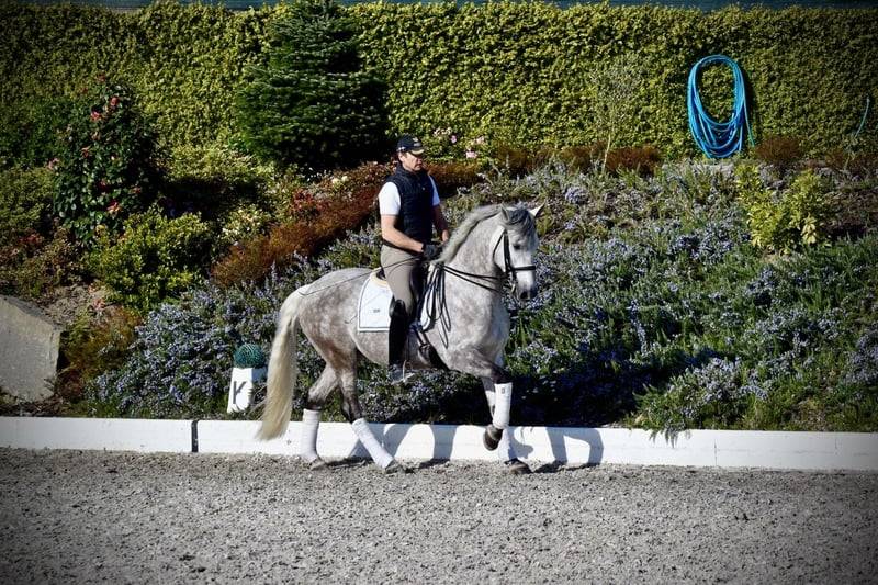 Garboso CSLR &ndash; Hongre PRE 2021, ANCCE, dressage