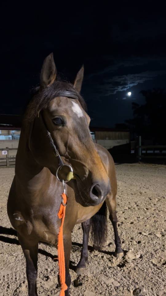 &Agrave; vendre ponette PFS taille D 9 ans - Directeur &eacute;leveur