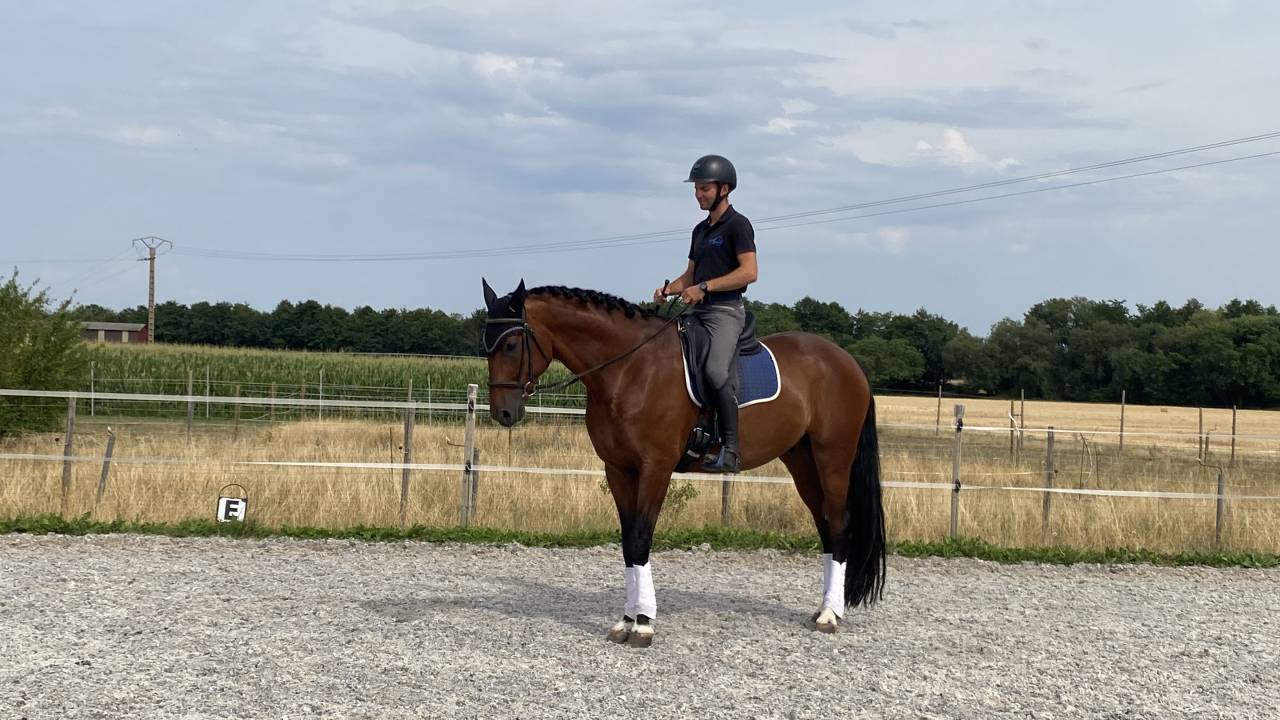 Cheval de sport Allemand 