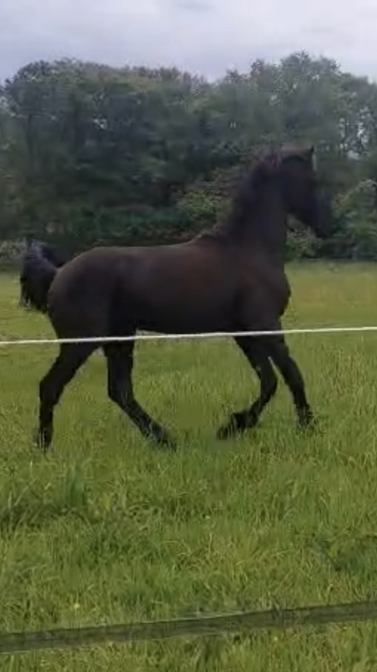 Poulain frison hongre 1 an PP
