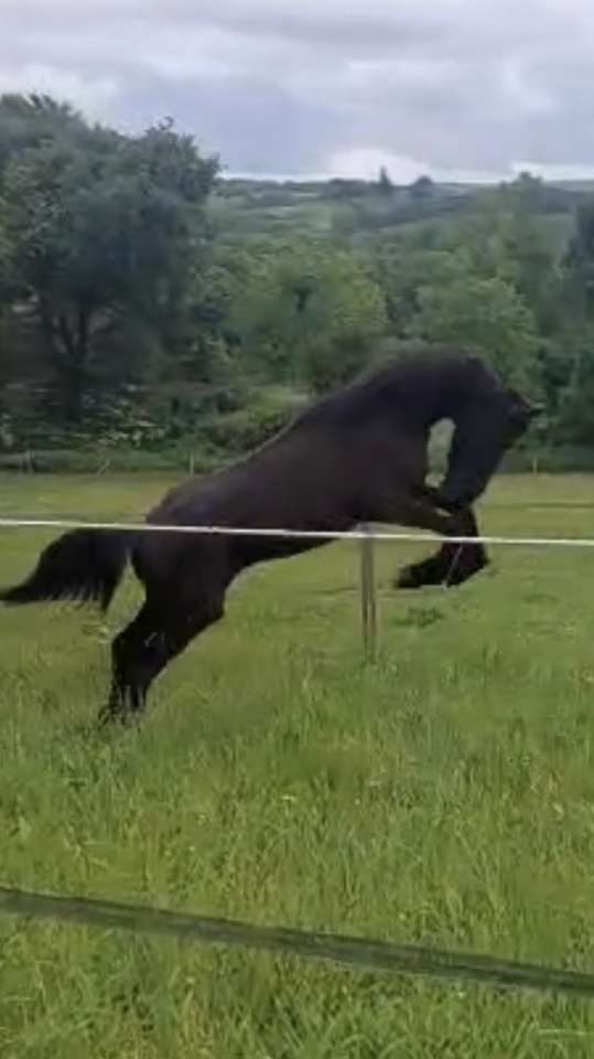 Poulain frison hongre 1 an PP