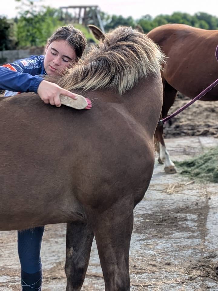 poulain Paint Horse 