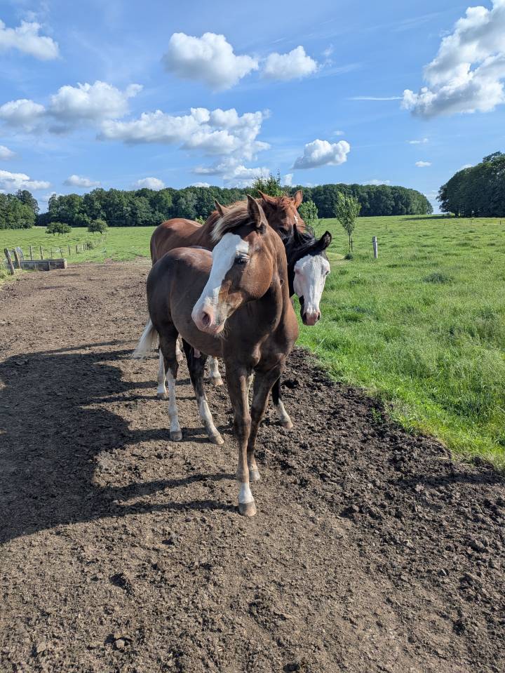 poulain Paint Horse 