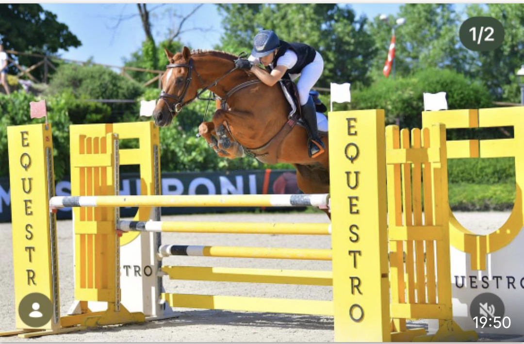 Hongre Autre Race de Poney A vendre 2012 Alezan