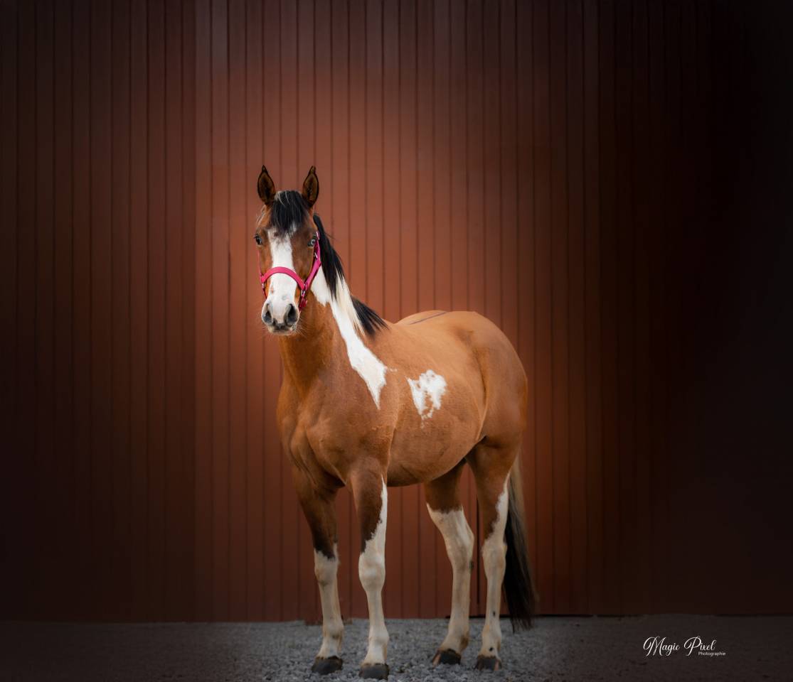 MB POCOSMOKE FRECKLES  PAINT HORSE