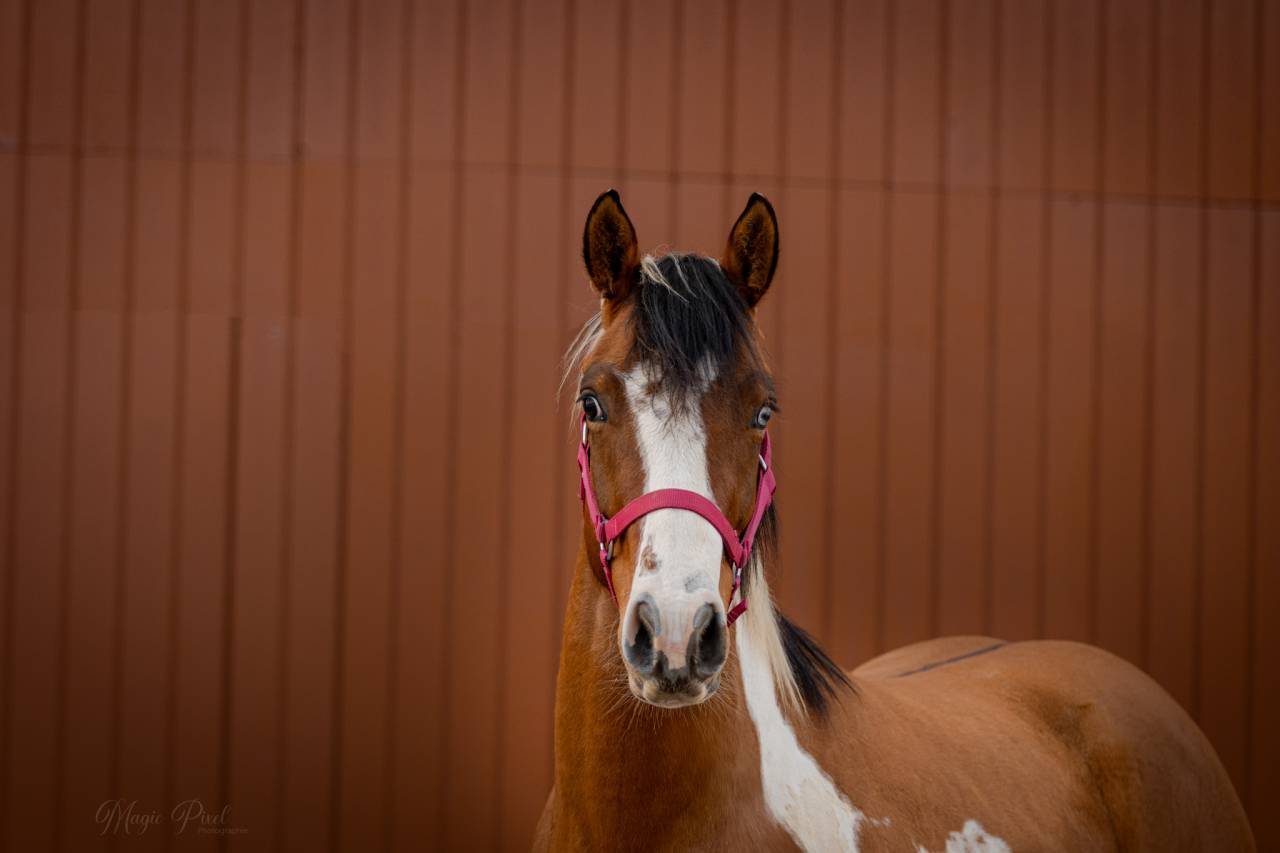 MB POCOSMOKE FRECKLES  PAINT HORSE