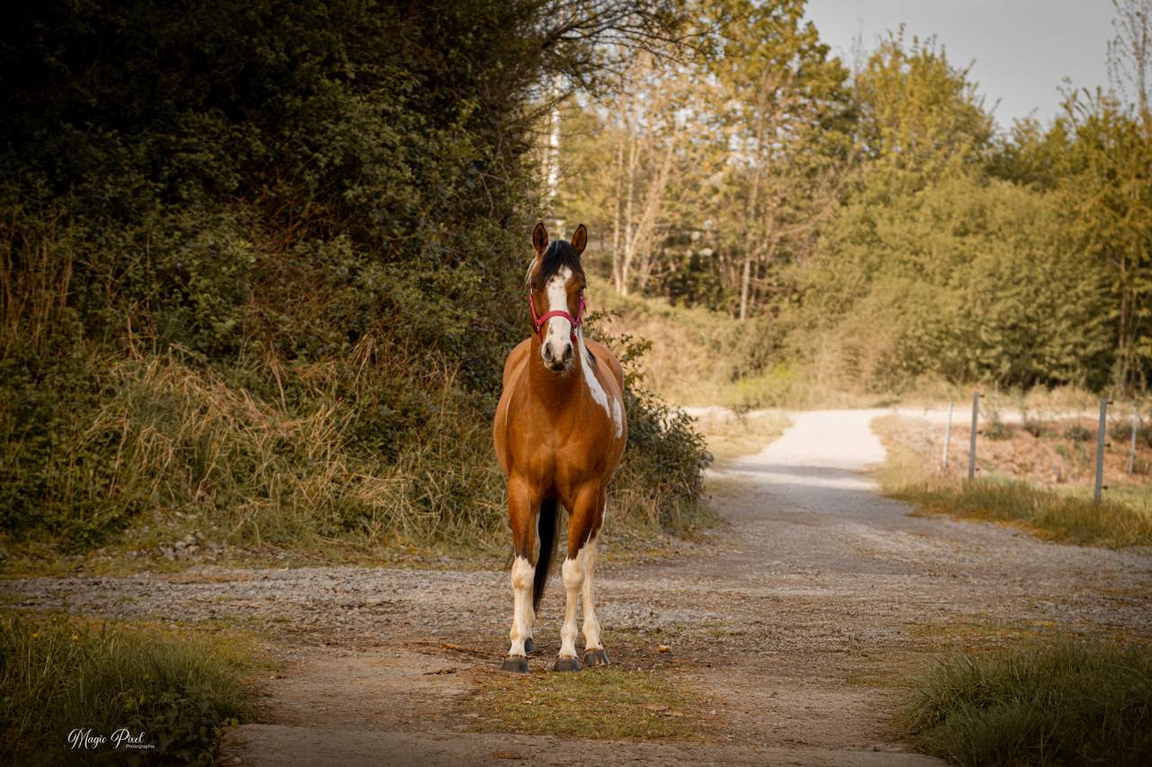 MB POCOSMOKE FRECKLES  PAINT HORSE