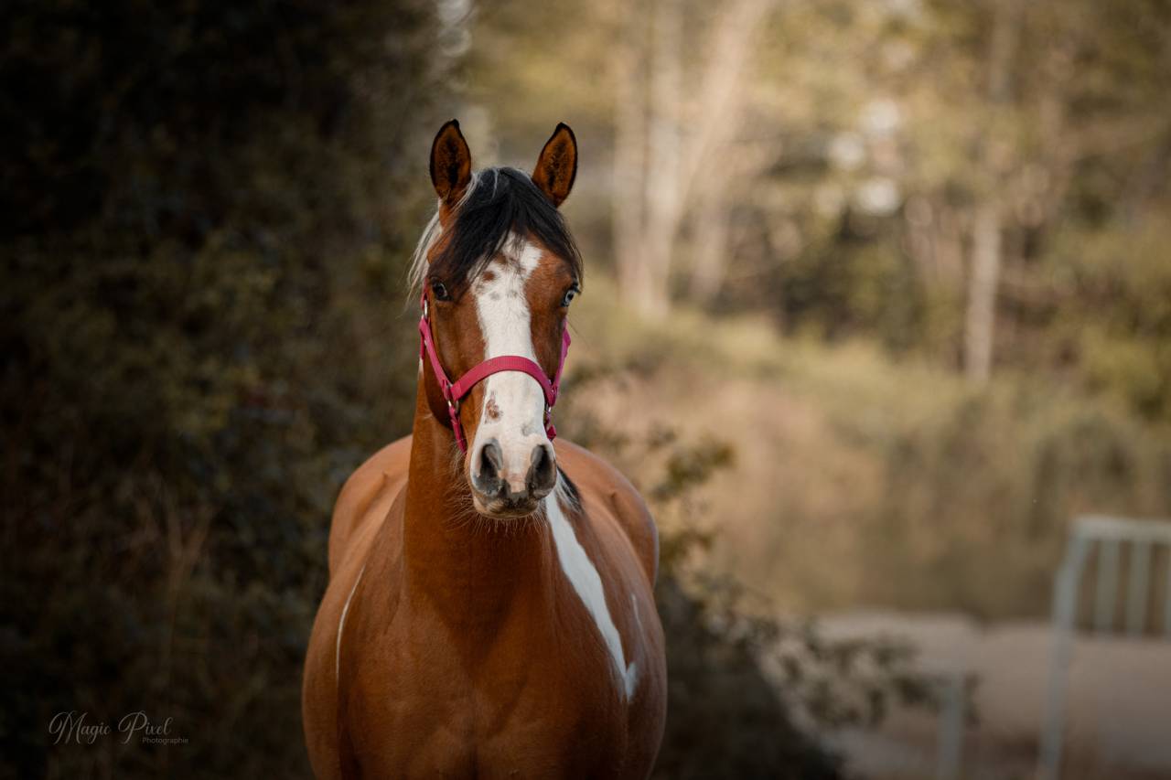 MB POCOSMOKE FRECKLES  PAINT HORSE