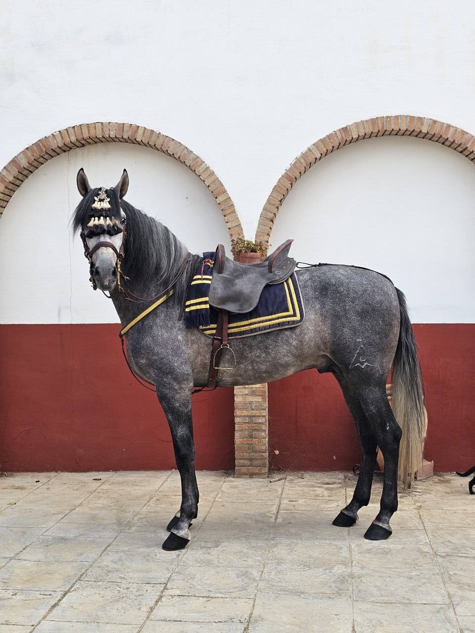 Hongre PRE Pure Race Espagnole A vendre 2021 Gris par ROMERO DE TRUJILLO