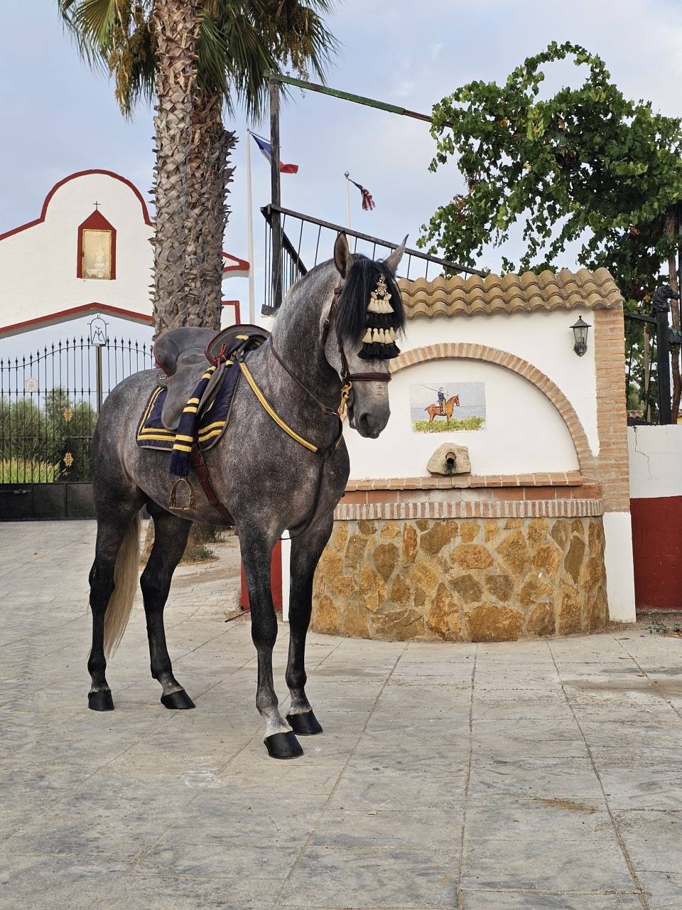 Hongre PRE Pure Race Espagnole A vendre 2021 Gris par ROMERO DE TRUJILLO