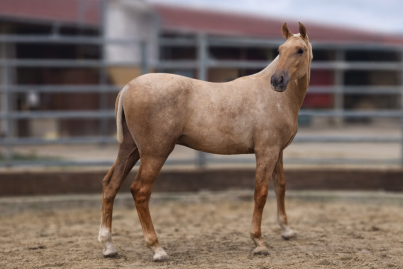 Pegaso de Alegria, un poulain exceptionnel.
