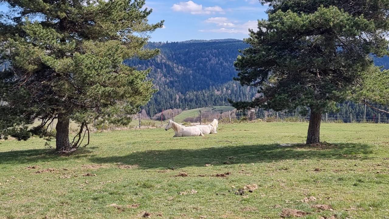 Propri&eacute;t&eacute; &eacute;questre sur 16 ha en montagne ard&eacute;choise ?