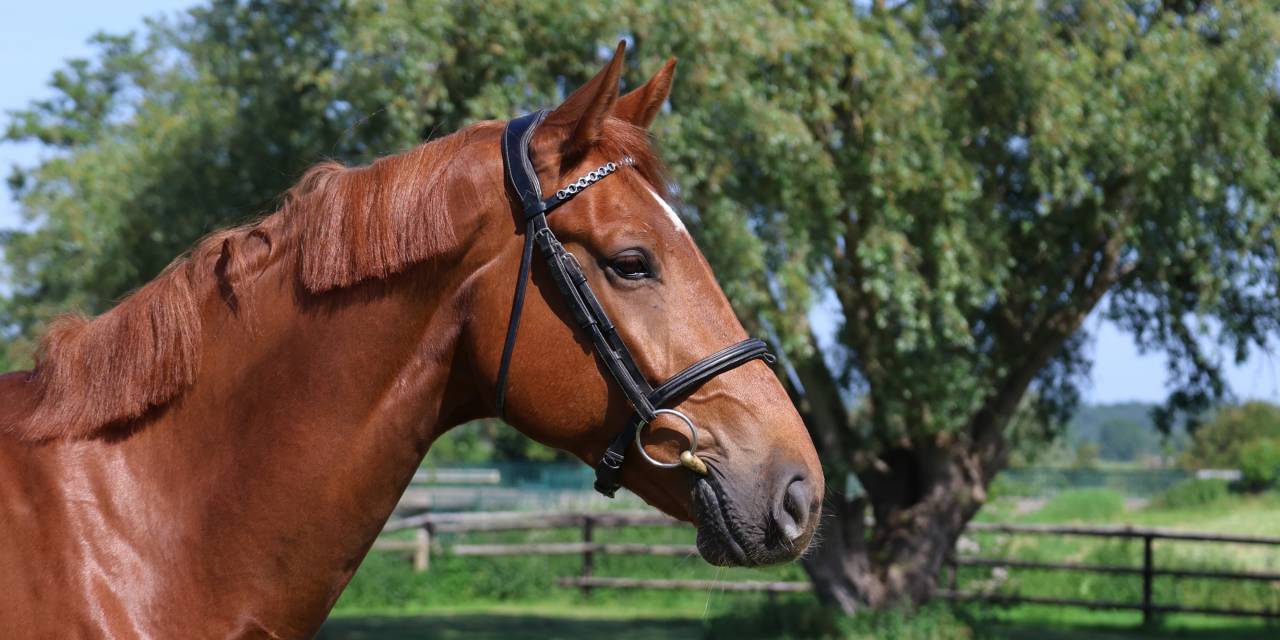 LAFAYETTE D'ANCHAT