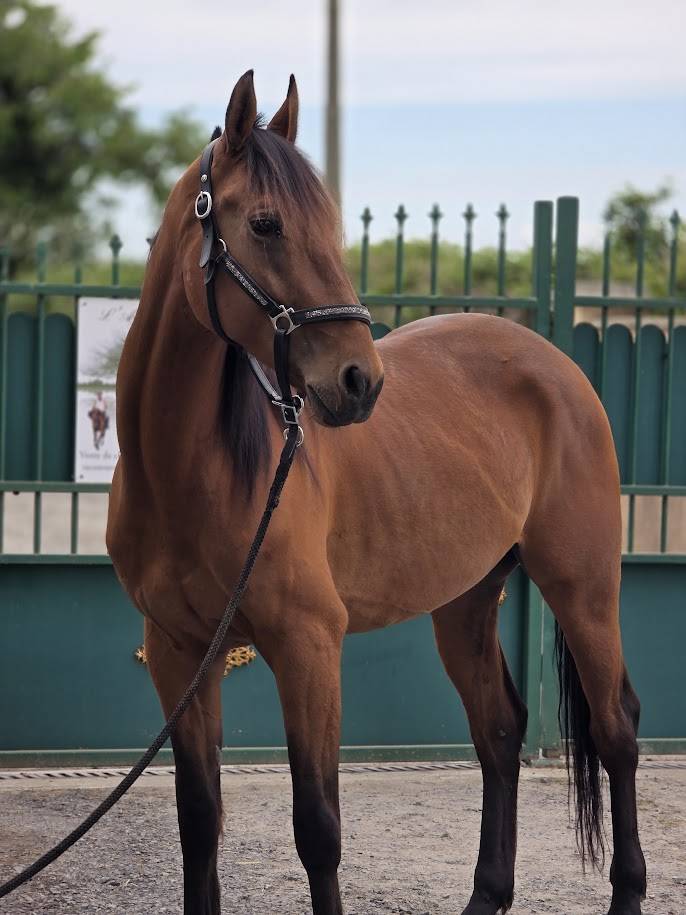 Cheval de balade et de dressage