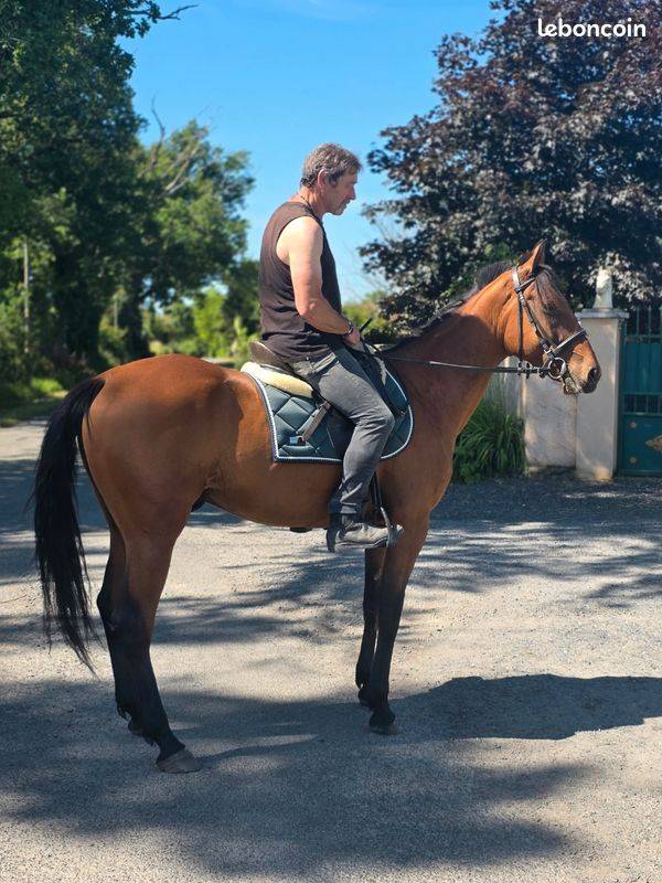 Cheval de balade et de dressage
