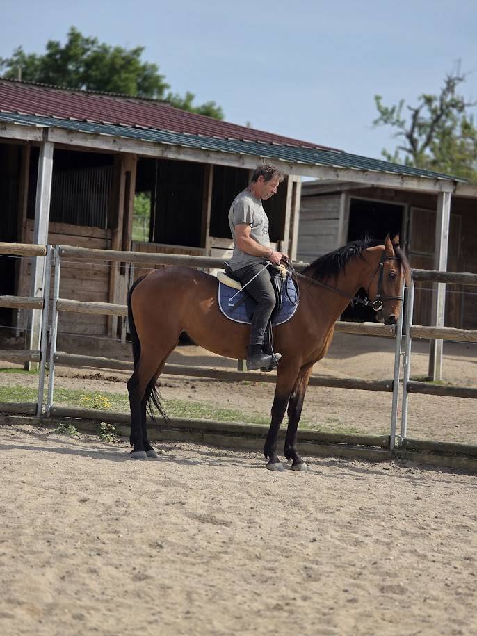 Cheval de balade et de dressage